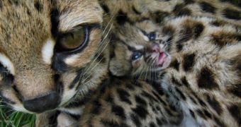 Wildlife park in Uruguay welcomes baby margay