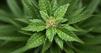 Researchers say medical marijuana can treat some of the symptoms associated with multiple sclerosis