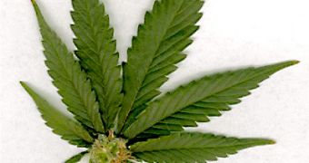 Marijuana Could Help Colon Cancer Patients