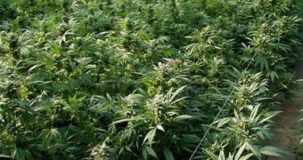 Marijuana farms have a significant ecological footprint, specialists argue
