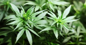 Marijuana Legalization Linked to Lower Painkiller-Related Death Rates