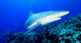 Researchers find sharks are thriving in marine reserve in Fiji