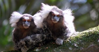 Marmosets take turns when "talking" to one another