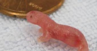 Any embryonic short-tailed opossum finishes its development outside the womb,