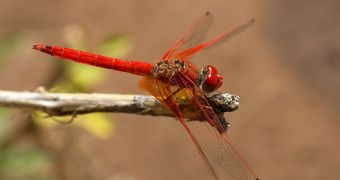 Dragonflies were a lot larger 300 million years ago, due to elevated levels of atmospheric oxygen