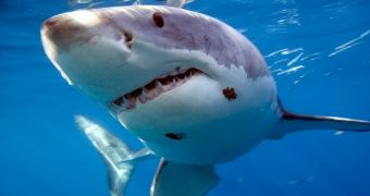 Researchers warn molasses spill in Hawaiian waters could up the number of shark attacks