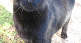 Perhaps one of the most spread myths and superstitions involves a black cat