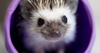 African pygmy hedgehog