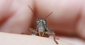 Crickets and whales tune their communication signals depending on their metabolism, or intake and use of energy from the environment