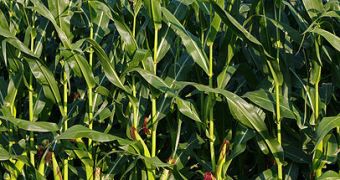 Full-grown maize plants