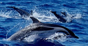 Dozens of striped dolphins in Italy die because of a measles outbreak