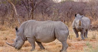 Two white rhinos in Namibia