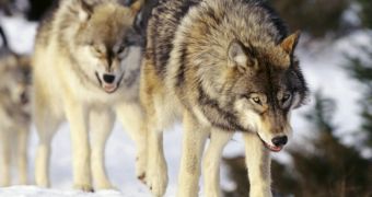 Documentary film "Medicine of the Wolf" honored by the HSUS