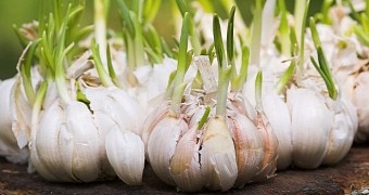 Medieval potion made with garlic kills antibiotic-resistant bacteria