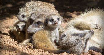 Zoo in Australia announces the birth of three meerkat pups