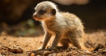 Meerkat pups finally emerge from their den at Chester Zoo in the UK