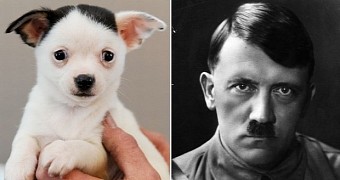 Puppy looks like Adolf Hitler, is even named after him