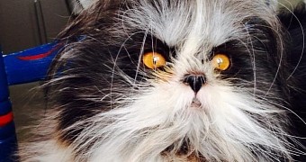 Meet Atchoum, Everybody's New Favorite Perfectly Furry Cat