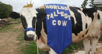 This is Blosom, the world's tallest cow
