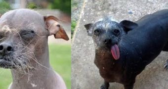 Mugly (left) and Ellie Mae are Chinese Crested hairless dogs