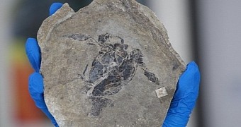 Fossilized Pessie remains