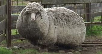 Sheep named Shaun might be the wooliest ever to walk the face of the Earth