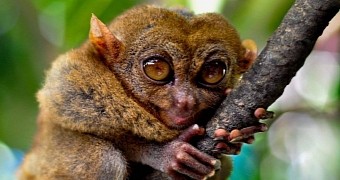 Biologist believes Yoda was based on a tarsier