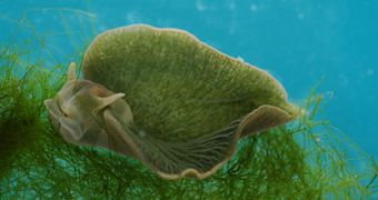 The green sea slug may be the first animal to feature plant genes and to be able to produce chlorophyll