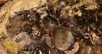 Te Goliath bird eating spider is generally considered to be the largest spider in the world