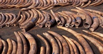 Meeting in Geneva Aims to Put an End to Elephant and Rhino Poaching