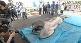 Megamouth shark caught and autopsied in Japan