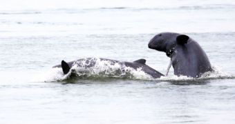 Proposed dam will likely bring about the demise of Mekong dolphins, the WWF says
