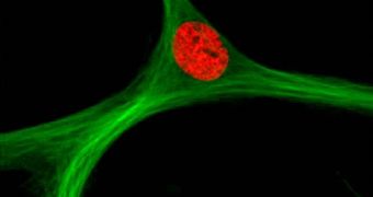 A human mesenchymal stem cell expressing 1) microtubule associated protein fusion to GFP (green) and 2) histone 2b fusion to tagRFP (red) via BacMam gene delivery technology.