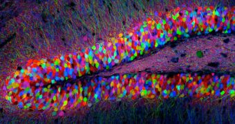 An image of a transgenic mouse hippocampus