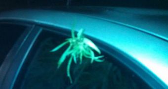 Would-be criminals arrested after cops see a marijuana plant on the back seat of their car