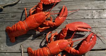 Men face $190,000 lobster fine