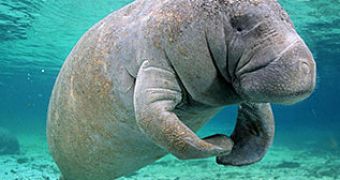 Man risks jail time after jumping on two manatees in Florida