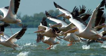 Menaces to Danube Delta
