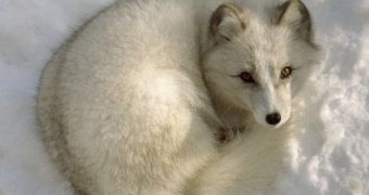 Arctic foxes now argued to be affected by mercury pollution