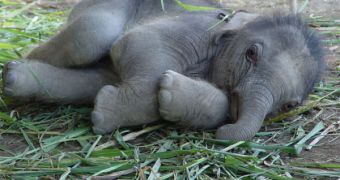 An 8 day-old baby elephant consumes the same amount of energy as a heap of bacteria his size.