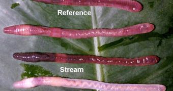 The three species of worms shown alongside a "reference" worm