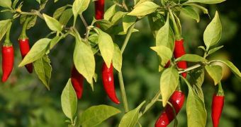 Ancient people living in what is now Mexico consumed chilli more than 2,400 years ago