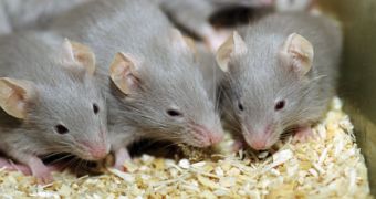Mice are capable of coughing, study finds