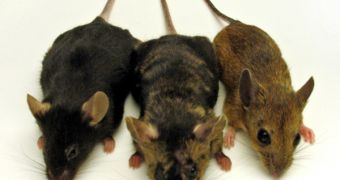 Common mice represent a constant source of diseases for people living in third world countries