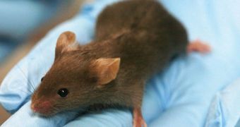 Study conducted on mice reveals new avenue of research in treating conditions such as epilepsy