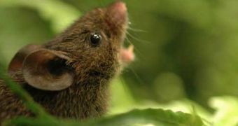 Researchers say mice in Central America produce high-pitched vocalizations to communicate with one another