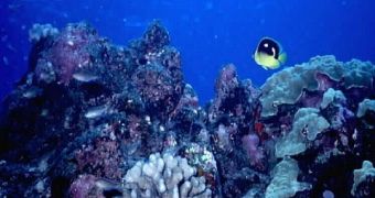 Researchers identify new threats to our remaining reef systems