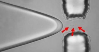 Water flows through a 35-micron-wide microfluidic channel. Varying the width of the constriction changes the size of the drops. The resulting droplets can pick up single molecules of interest 99 percent of the time
