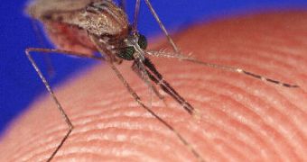 New painless microneedle design copies the mouthpart of mosquitoes