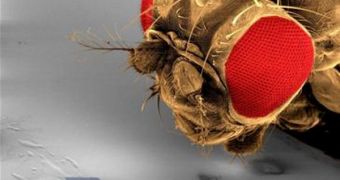 The head of a fruit fly offers an approximate idea of how small the MagMite really is